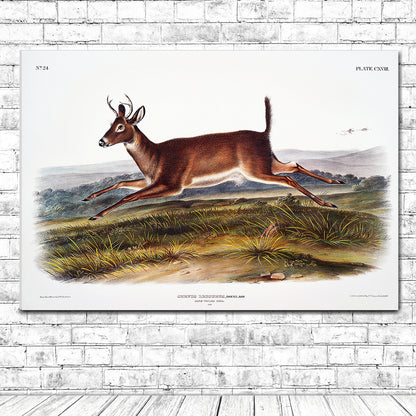A framed print of a long-tailed deer with a landscape background, in black and brown colors.