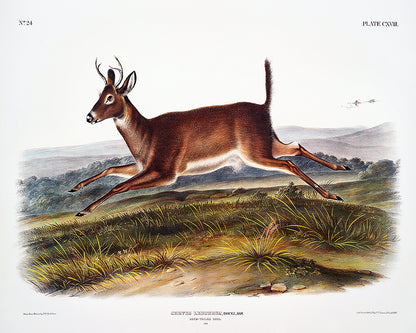 A framed print of a long-tailed deer with a landscape background, in black and brown colors.