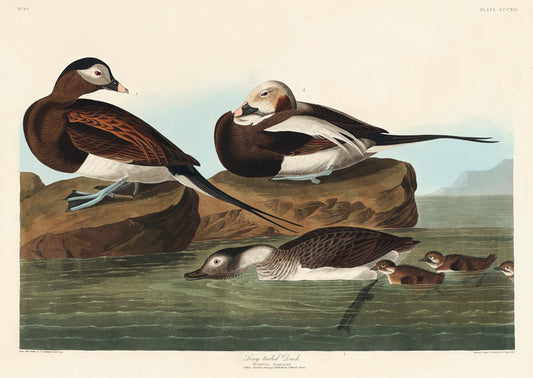 Long-tailed Duck from Birds of America (1827) by John James Audubon