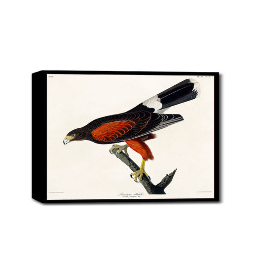 Louisiana Hawk by John J. Audubon