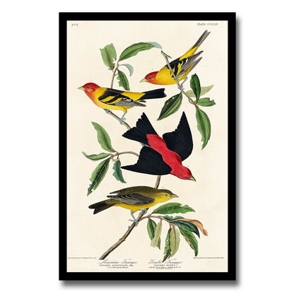 Louisiana and Scarlet Tanager by John J. Audubon