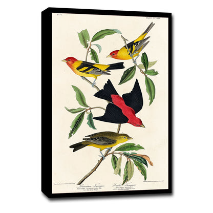 Louisiana and Scarlet Tanager by John J. Audubon