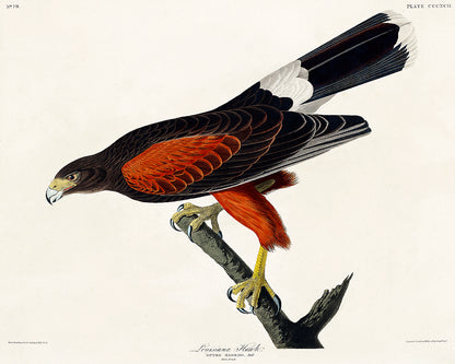 A framed print of a Louisiana Hawk by John J. Audubon, displaying the bird of prey in a landscape orientation with a black border around the image.