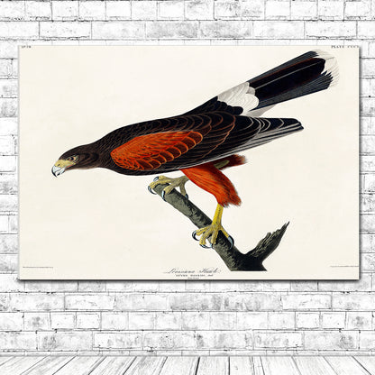 Louisiana Hawk by John J. Audubon