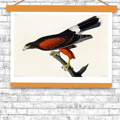 Louisiana Hawk by John J. Audubon