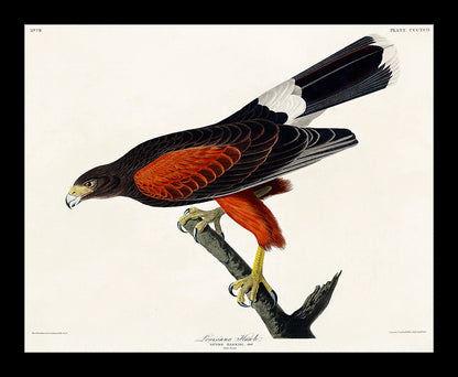 Louisiana Hawk by John J. Audubon
