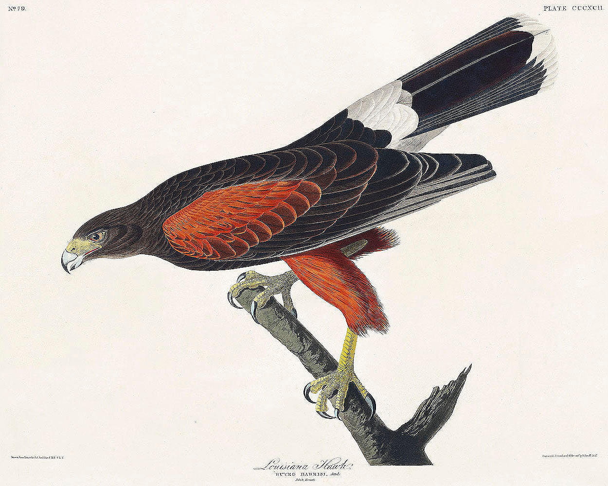 Louisiana Hawk from Birds of America (1827) by John James Audubon