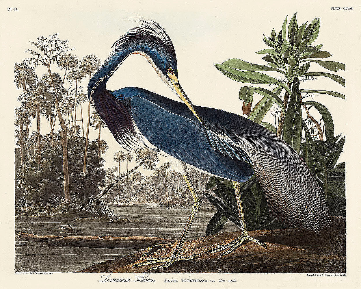 Louisiana Heron from Birds of America (1827) by John James Audubon