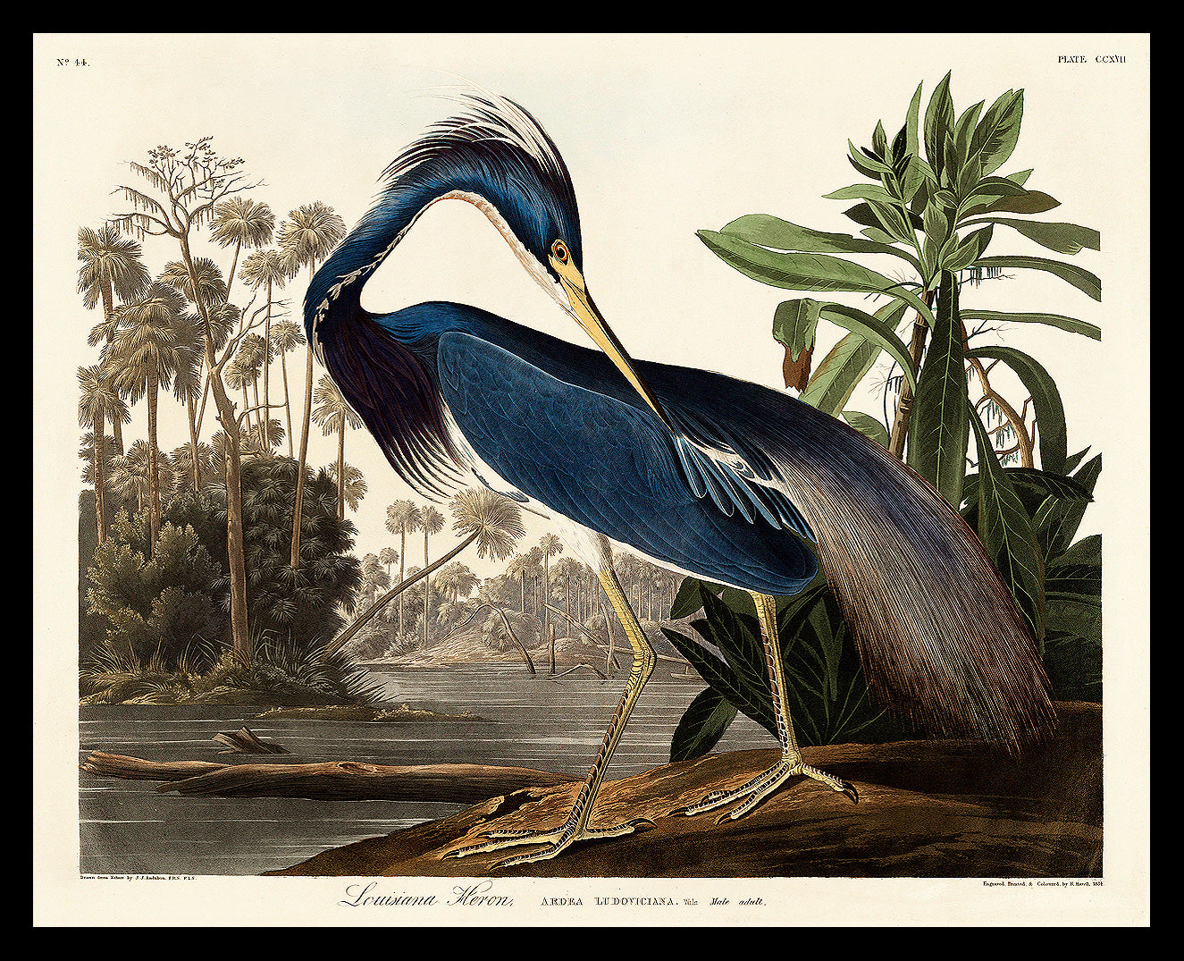 Louisiana Heron by John J. Audubon