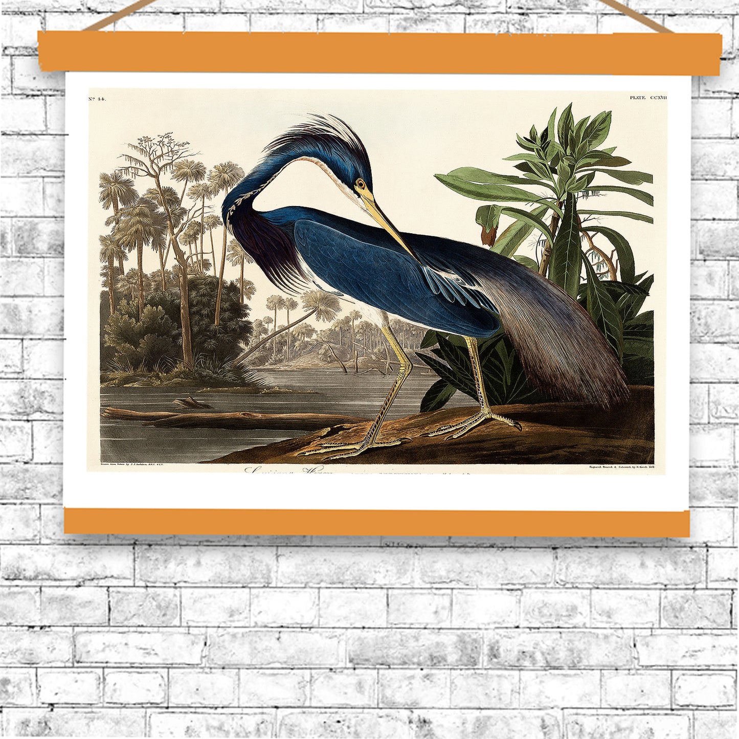 Louisiana Heron by John J. Audubon