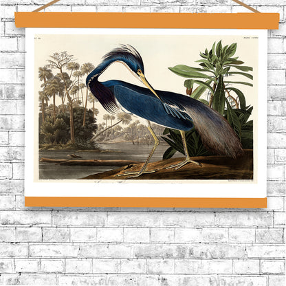 Louisiana Heron by John J. Audubon