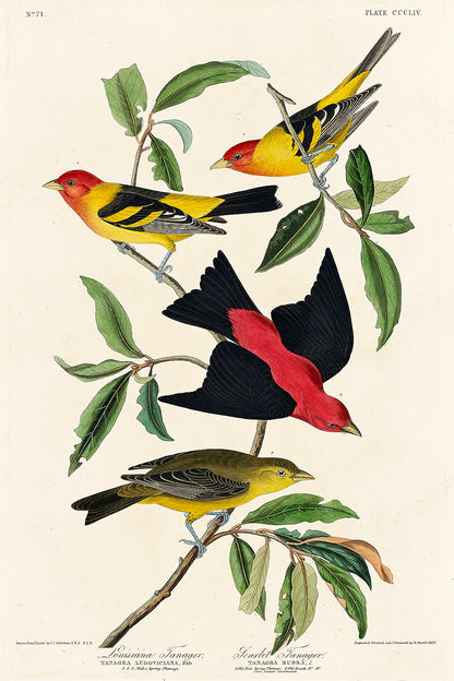 A framed print featuring illustrations of birds, with vibrant colors and detailed patterns on the birds, set against a beige background, housed in a vertical black frame.