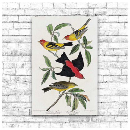 Louisiana and Scarlet Tanager by John J. Audubon