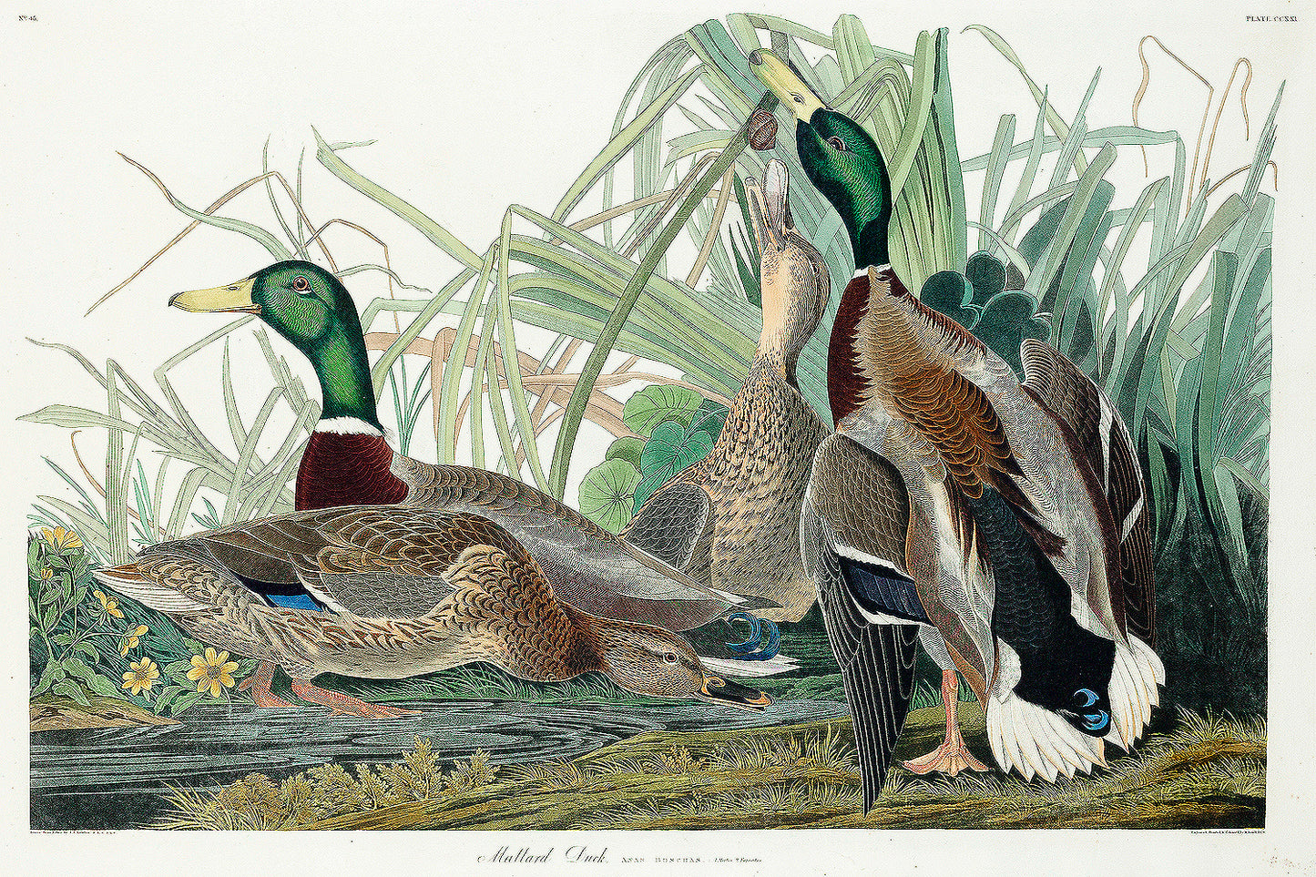 A framed print of Mallard ducks by John J. Audubon, featuring detailed colorful illustrations of the birds in a natural setting.