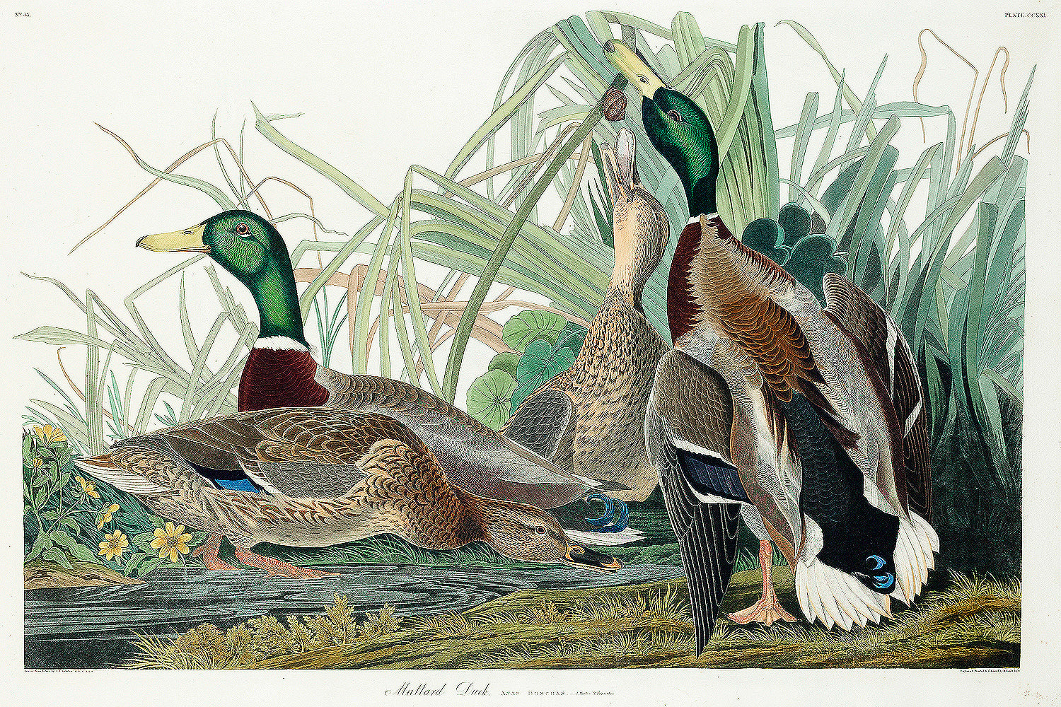 A framed print of Mallard ducks by John J. Audubon, featuring detailed colorful illustrations of the birds in a natural setting.