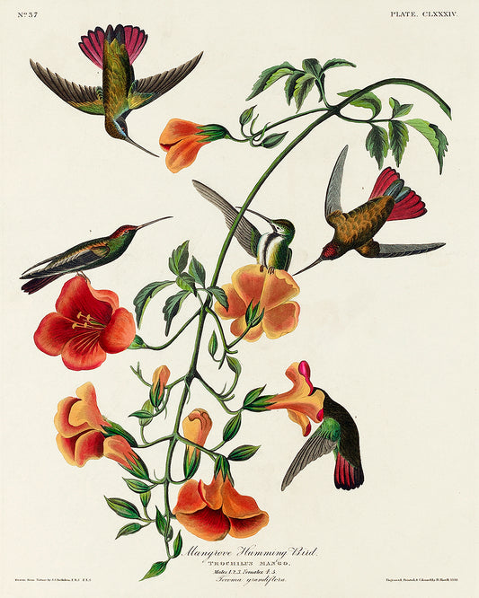 A framed print featuring a historical illustration of hummingbirds with accompanying flowers, labeled as 'Mango Hummingbird' by John J. Audubon.