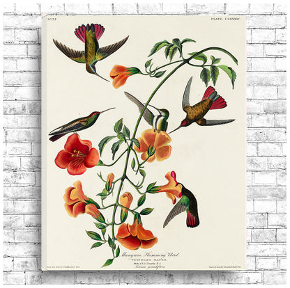 A framed print featuring a historical illustration of hummingbirds with accompanying flowers, labeled as 'Mango Hummingbird' by John J. Audubon.