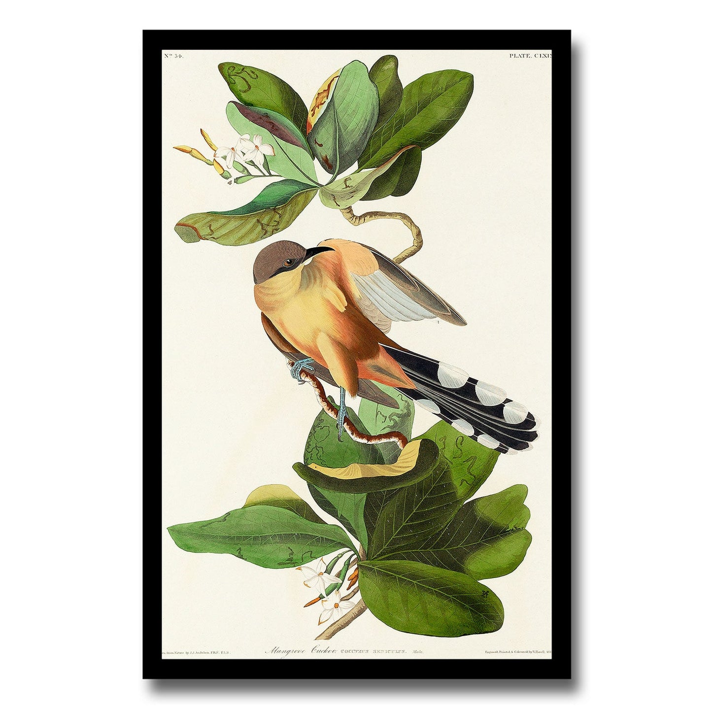 Mangrove Cuckoo by John J. Audubon