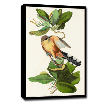 Mangrove Cuckoo by John J. Audubon