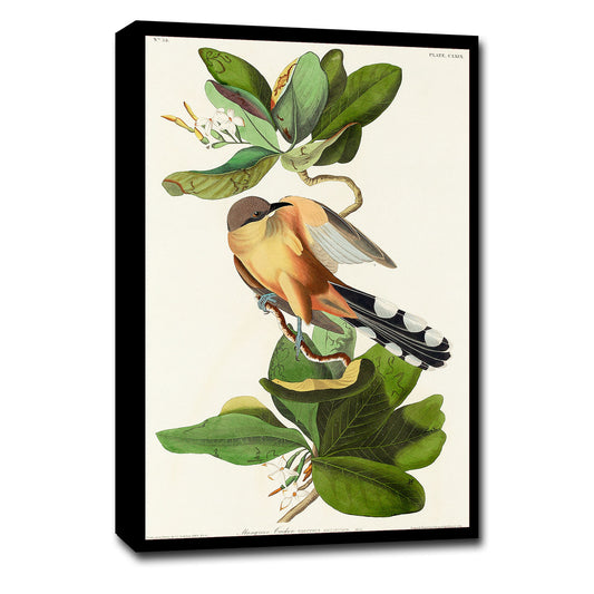 Mangrove Cuckoo by John J. Audubon