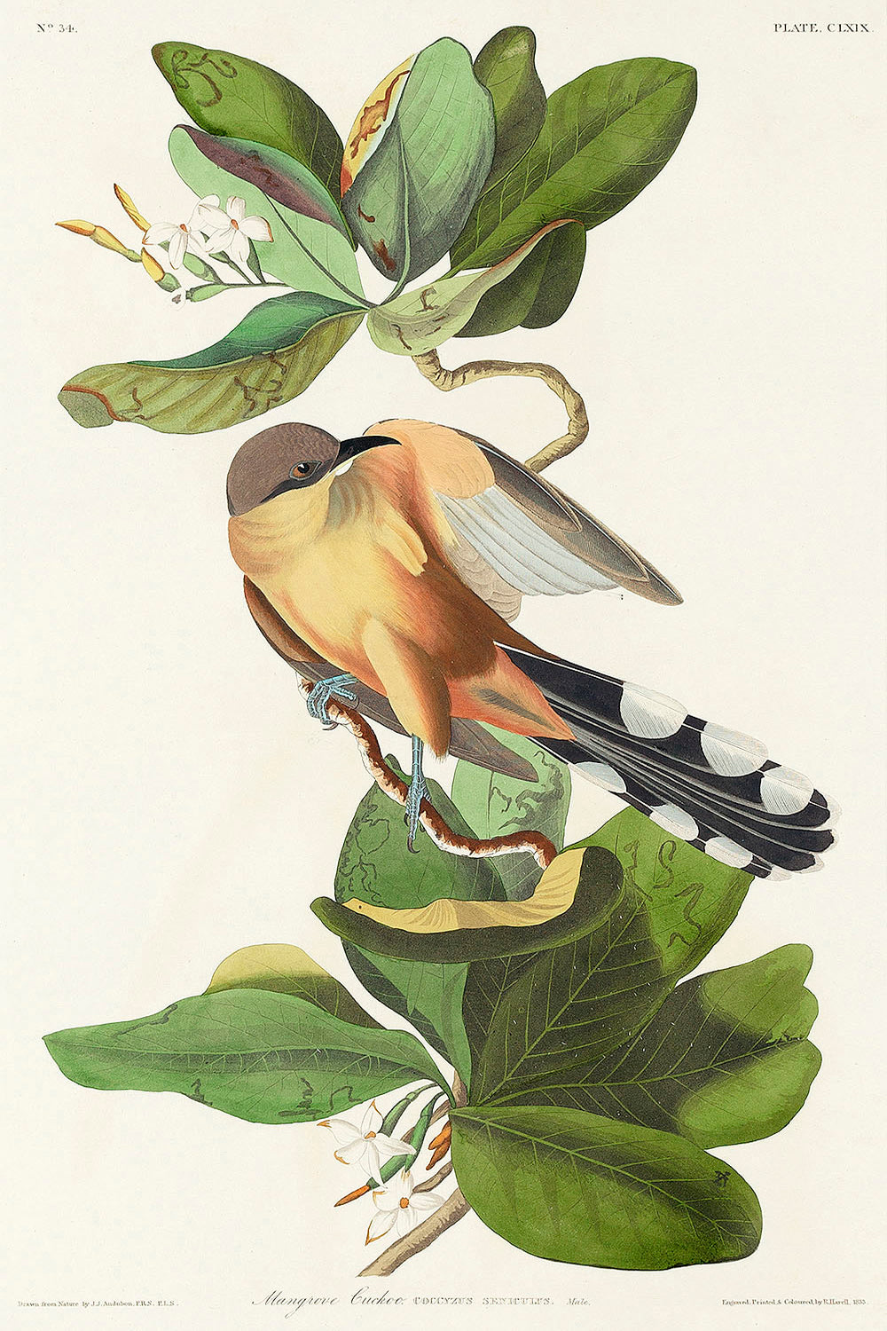 Mangrove Cuckoo from Birds of America (1827) by John James Audubon