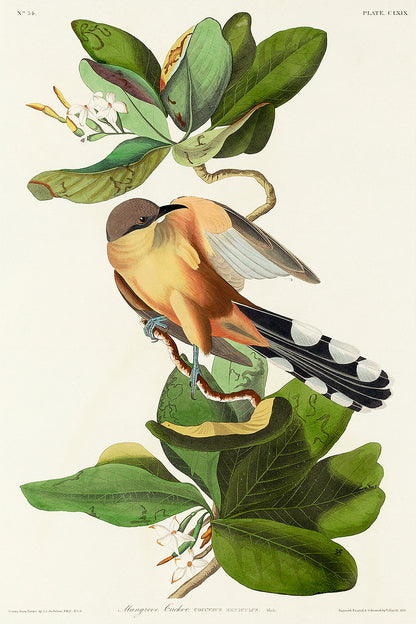 A printed art piece featuring a bird, the Mangrove Cuckoo, perched on a branch with detailed foliage in the background, framed in a simple black frame.