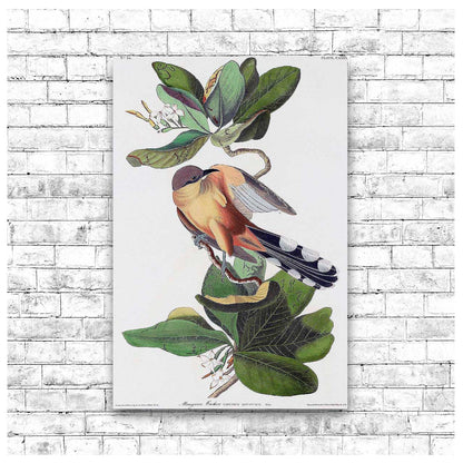Mangrove Cuckoo by John J. Audubon