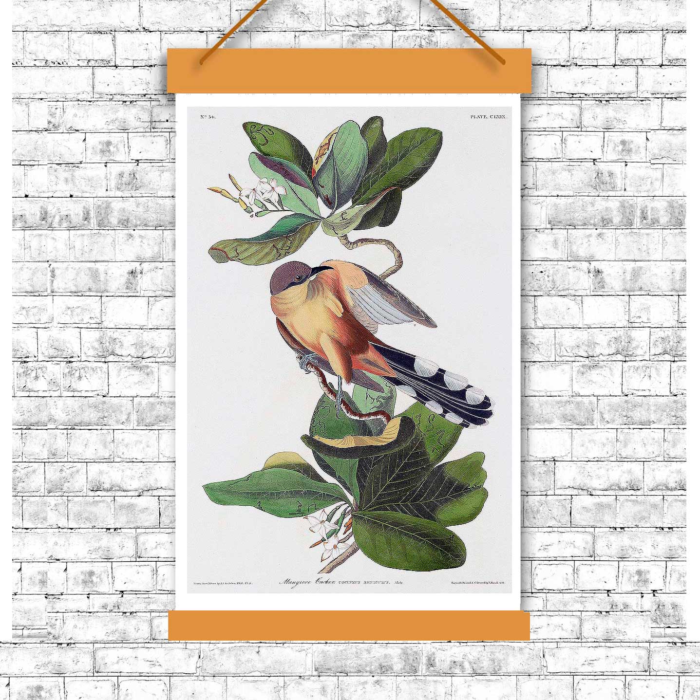A printed art piece featuring a bird, the Mangrove Cuckoo, perched on a branch with detailed foliage in the background, framed in a simple black frame.