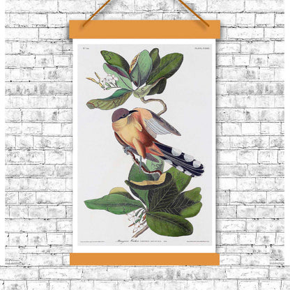 A printed art piece featuring a bird, the Mangrove Cuckoo, perched on a branch with detailed foliage in the background, framed in a simple black frame.