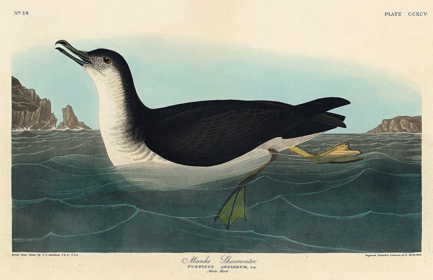 Manks Shearwater from Birds of America (1827) by John James Audubon