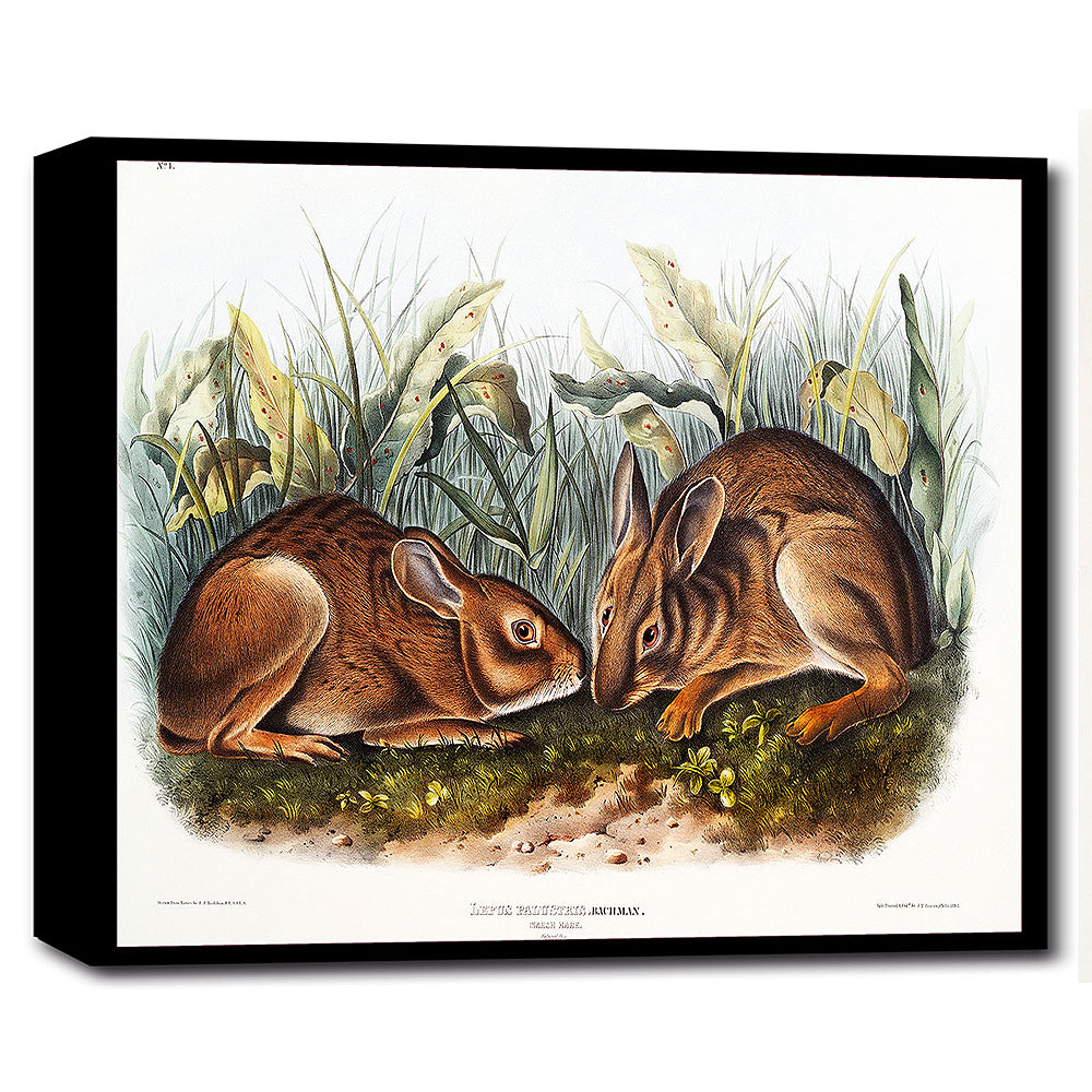 A framed print depicting two rabbits in a natural grassy setting.
