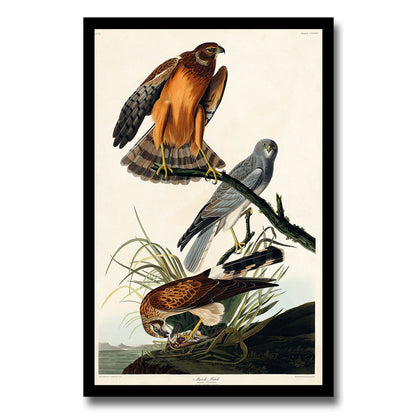 Mangrove Cuckoo by John J. Audubon
