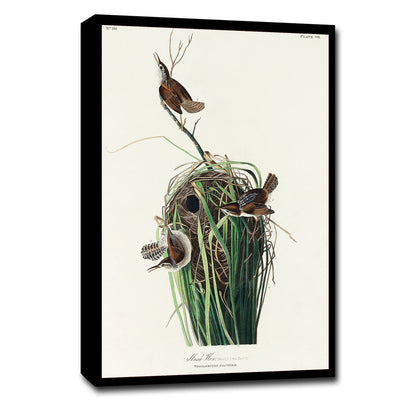 Marsh-Wren by John J. Audubon