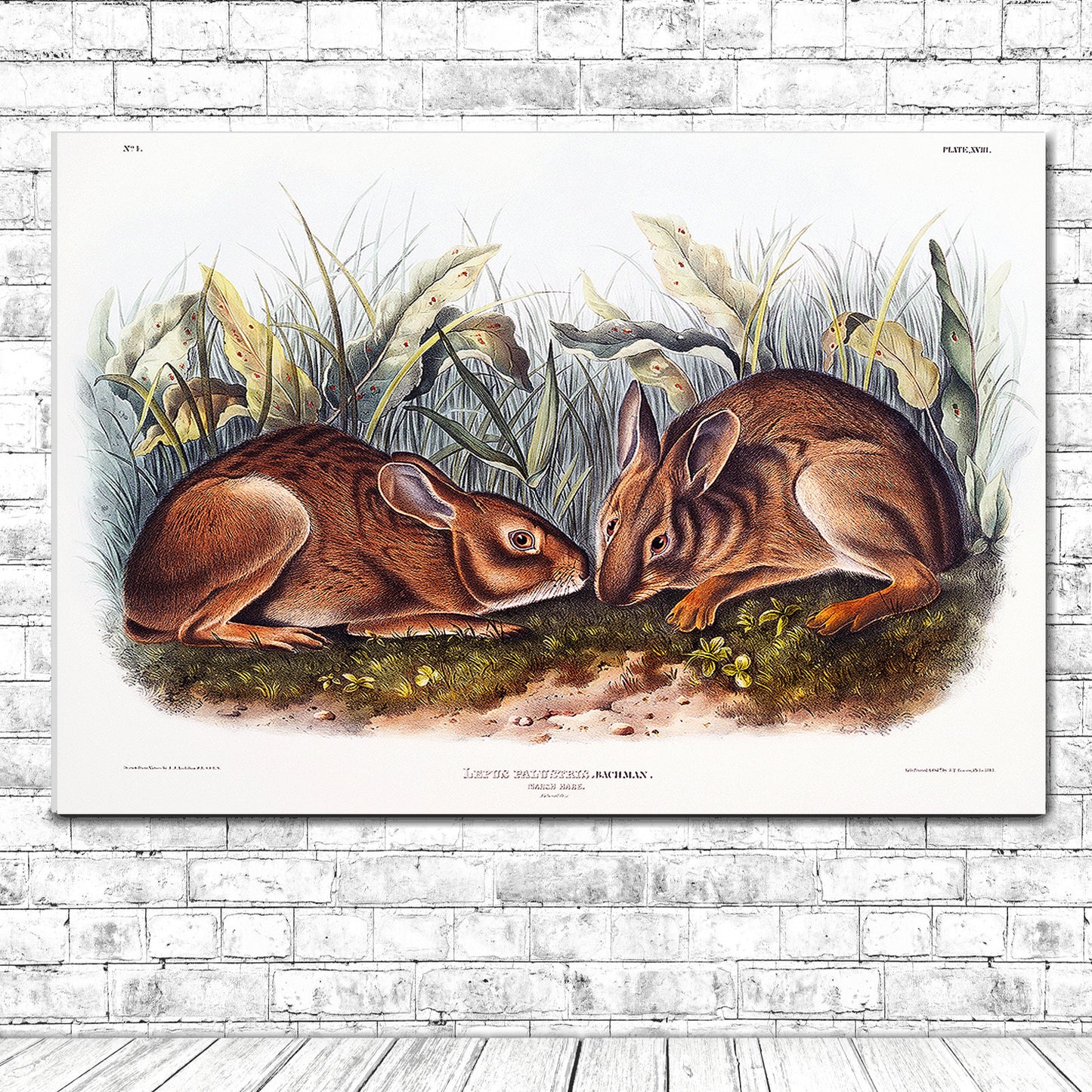 Marsh Hare by John J. Audubon