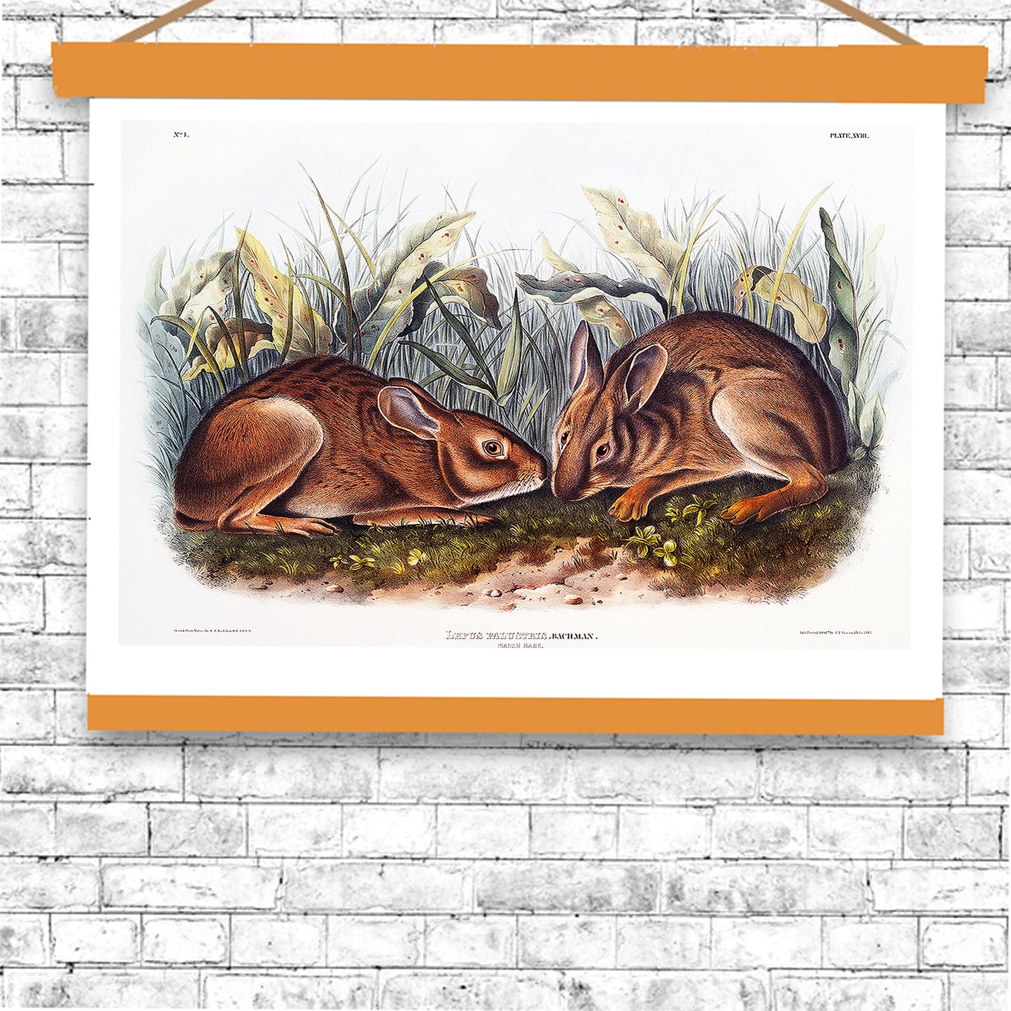 Marsh Hare by John J. Audubon