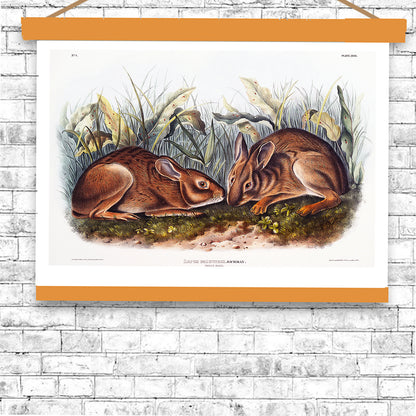 Marsh Hare by John J. Audubon