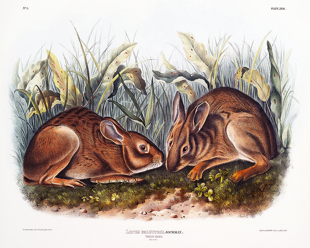 A framed print depicting two rabbits in a natural grassy setting.