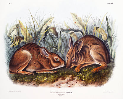 A framed print depicting two rabbits in a natural grassy setting.