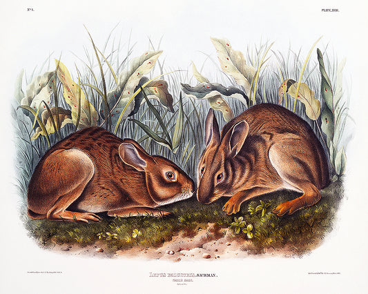A framed print depicting two rabbits in a natural grassy setting.
