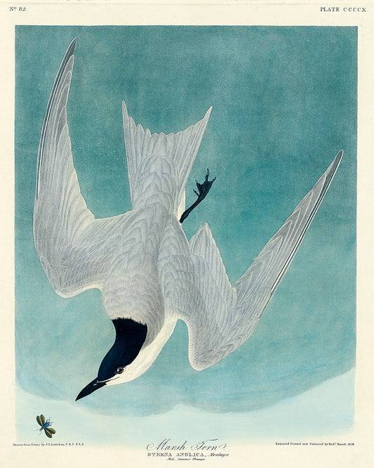 A framed print of a Marsh Tern bird with a blue background, displayed in a black frame.
