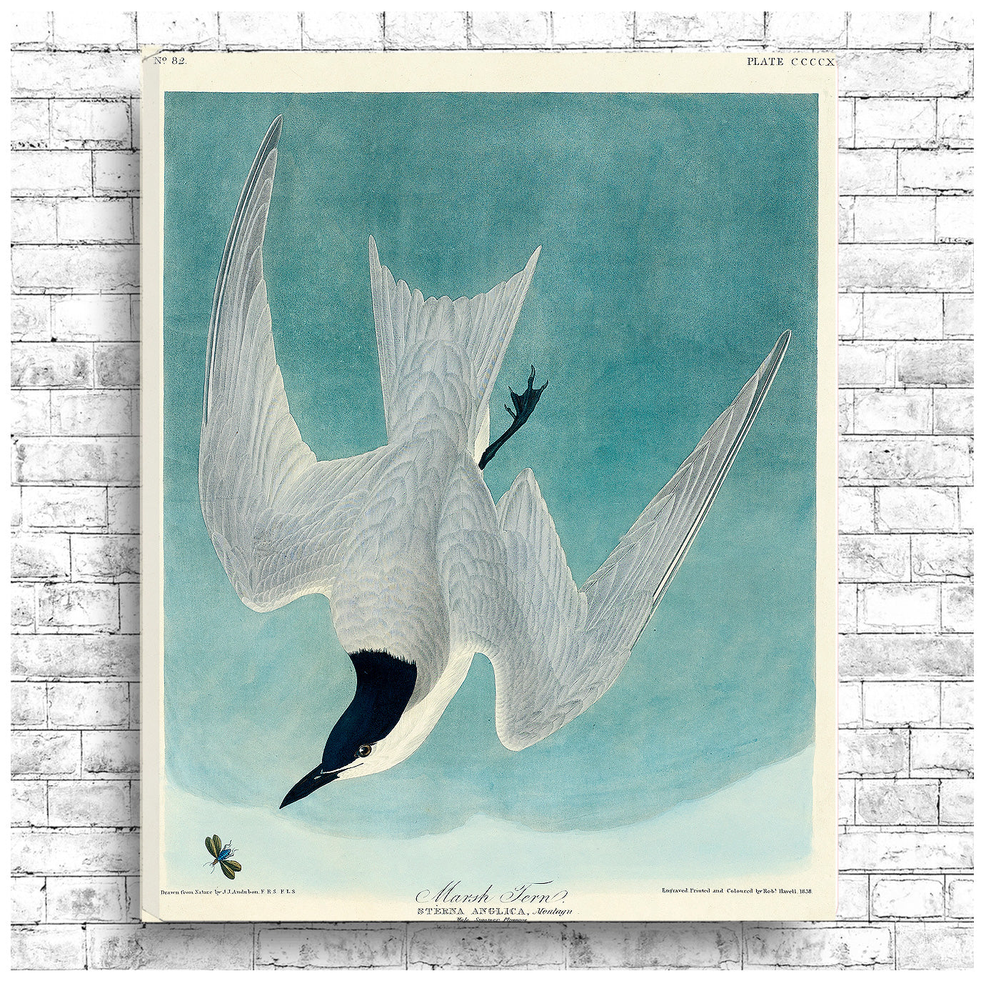 A framed print of a Marsh Tern bird with a blue background, displayed in a black frame.