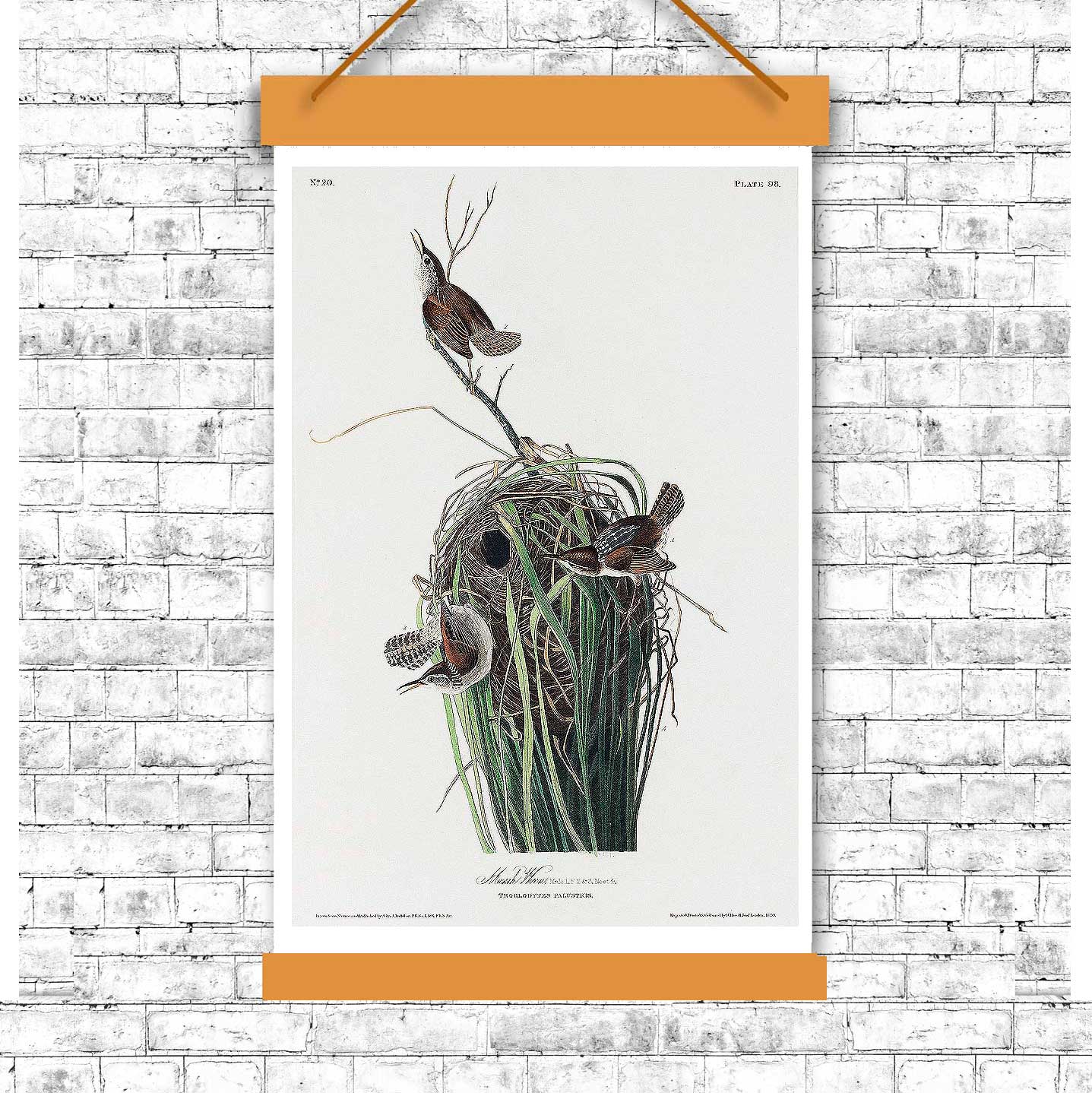 A printed art piece featuring two birds with a white, black, and green colored background, representing a marsh-wren, mounted in a black frame.
