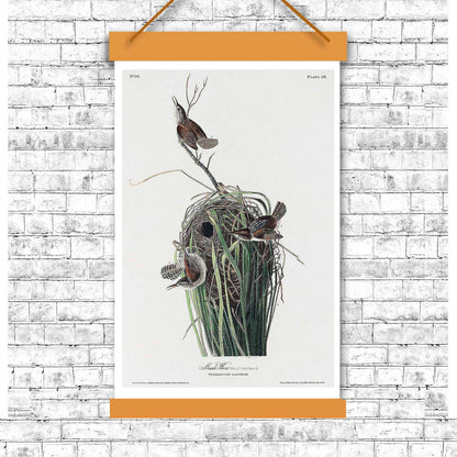 A printed art piece featuring two birds with a white, black, and green colored background, representing a marsh-wren, mounted in a black frame.