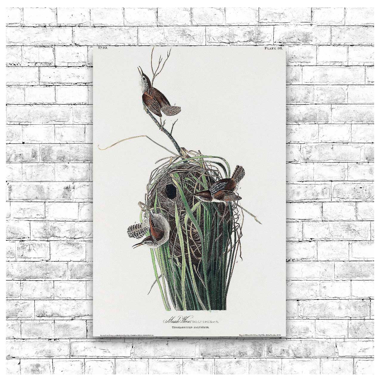Marsh-Wren by John J. Audubon