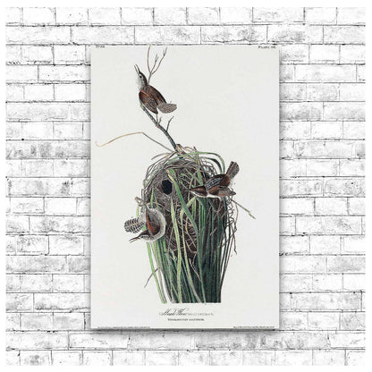 Marsh-Wren by John J. Audubon
