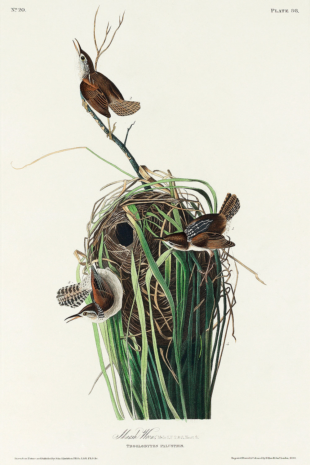 A printed art piece featuring two birds with a white, black, and green colored background, representing a marsh-wren, mounted in a black frame.