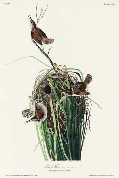 A printed art piece featuring two birds with a white, black, and green colored background, representing a marsh-wren, mounted in a black frame.