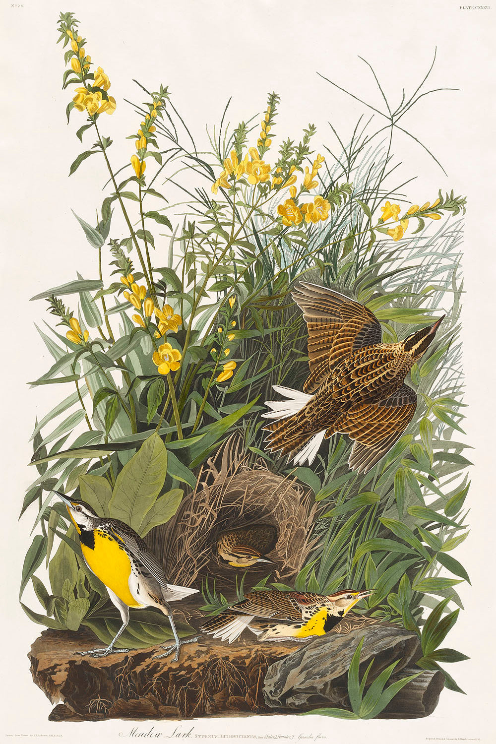 Meadow Lark from Birds of America (1827) by John James Audubon