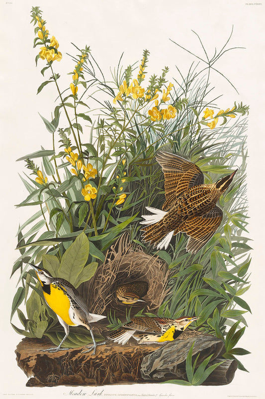 Meadow Lark from Birds of America (1827) by John James Audubon