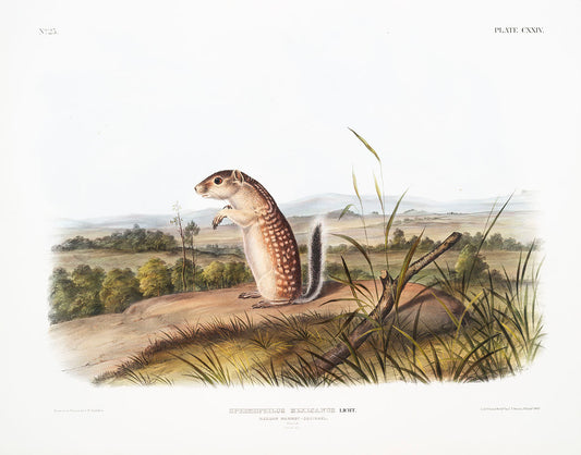 Mexican Marmot Squirrel (Spermophilus Mexicanus) by John James Audubon